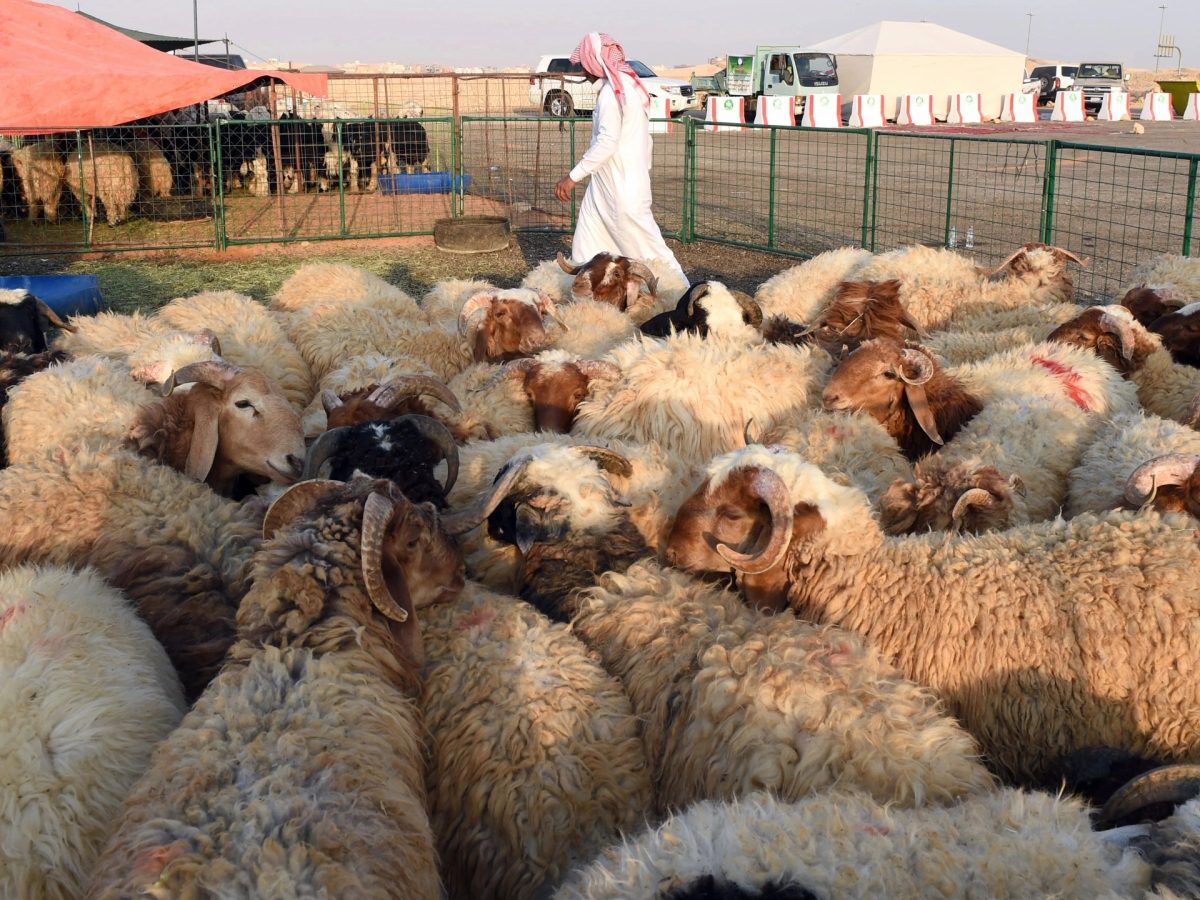 تجاوزت ال2000 ريال.. ارتفاع أسعار الأغنام في السوق السعودي بشكل جنوني قبيل عيد الأضحى المبارك 5 تجاوزت ال2000 ريال.. ارتفاع أسعار الأغنام في السوق السعودي بشكل جنوني قبيل عيد الأضحى المبارك