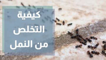 بدون المبيدات الكيميائية الضارة بالجهاز التنفسي..إليك أسهل وأبسط الحيل المنزلية الآمنة للتخلص من النمل في دقائق معدودة