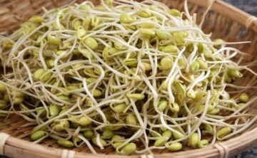 طريقة عمل الحلبة المنبتة علي اصولها في 12 ساعه فقط لتسالي العيد