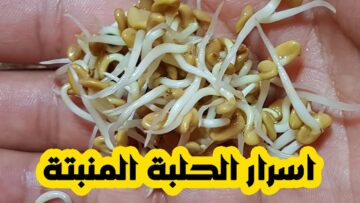 طريقة عمل الحلبة المنبتة للعيد علي اصولها في 12 ساعة فقط لتسالي العيد