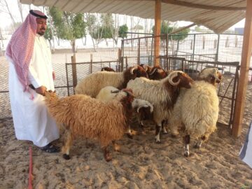 موعد عيد الأضحي المبارك 1445 وأماكن المسالخ المعتمدة في الرياض 2024