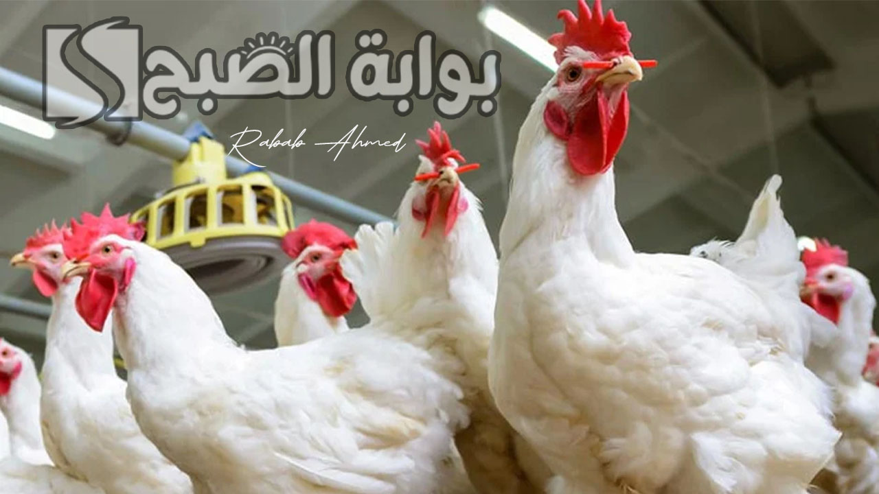 “استقرار ملموس”.. بورصة الدواجن اليوم الفراخ البيضاء الجمعة 21 يونيو 2024