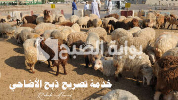 إطلاق خدمة تصريح ذبح الأضاحي عبر “منصة بلدي الإلكترونية” وشروط الحصول عليها