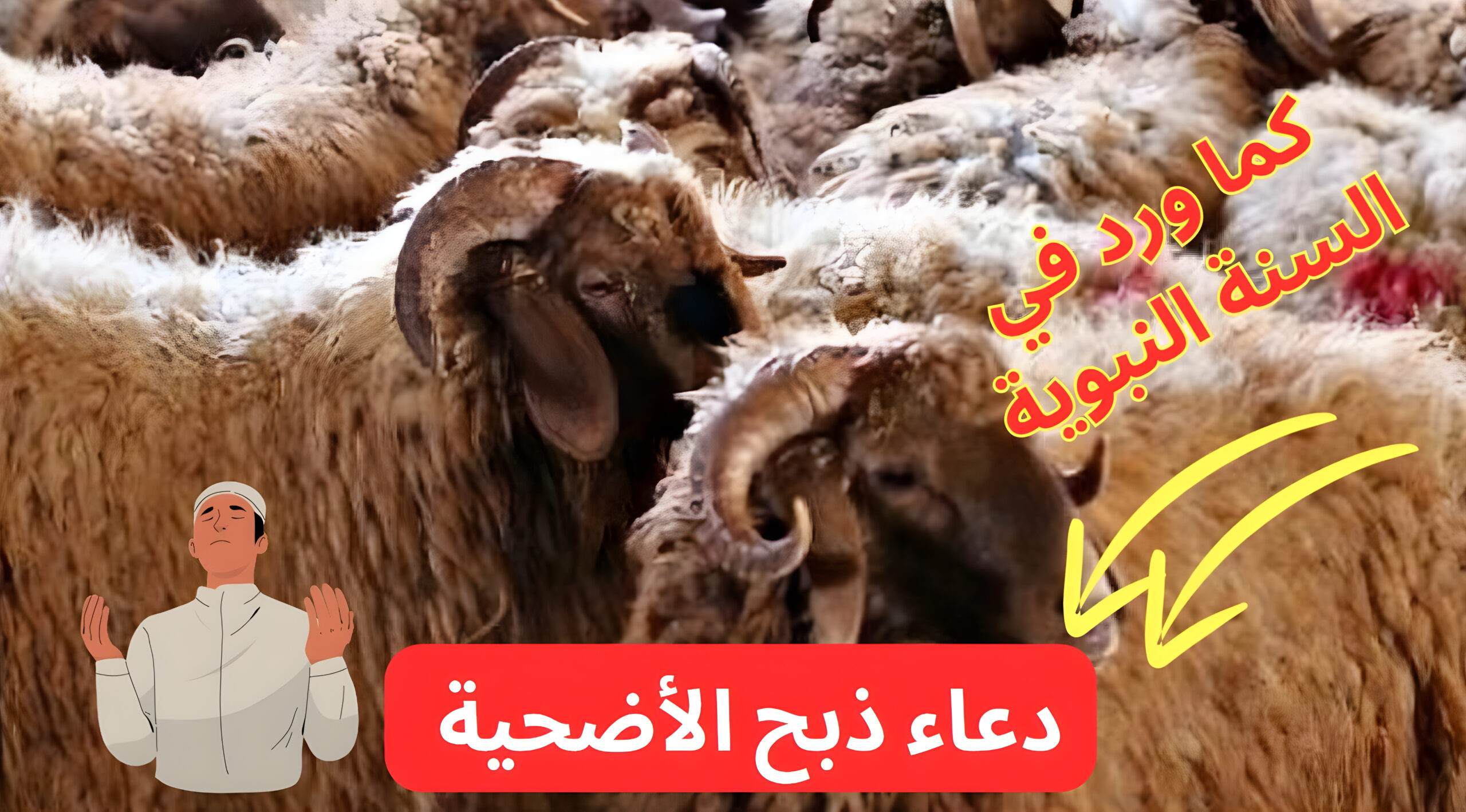"إن صلاتي ونسكي ومحياي ومماتي لله".. "الإفتاء" توضح دعاء ذبح الأضحية كما ورد في السنة 5 “إن صلاتي ونسكي ومحياي ومماتي لله”.. “الإفتاء” توضح دعاء ذبح الأضحية كما ورد في السنة