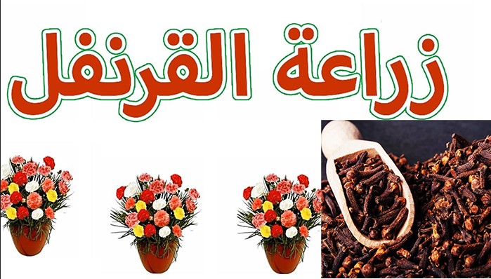 زراعة القرنفل في البيت بالبلكون الطبيعي للحصول علي كمية كبيرة بنكهة قوية وبدون تكاليف