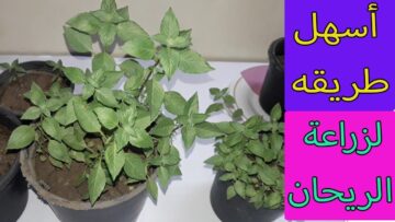 طريقة زراعه الريحان في المنزل والاستمتاع برائحة عطرية والطاقة الايجابية