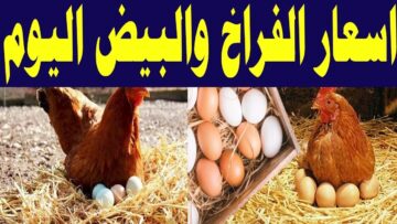 الكيلو نزل 5 جنيه.. مفاجأة في أسعار الفراخ اليوم الأربعاء 5 يونيو وهذا سعر كرتونة البيض