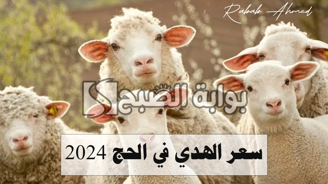 “يبدأ من 1080 ريال سعودي”.. سعر الهدي في الحج 2024 وأسعار صك الأضحية في السعودية