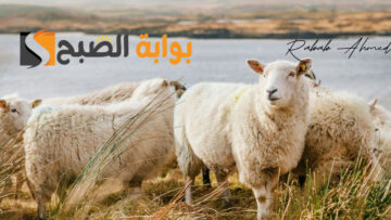 سعر صك الأضحية في الحج وأماكن بيع “الأضحية” داخل المملكة السعودية