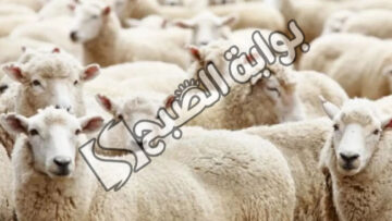 شروط المضحي في عيد الاضحى 1445 وكيفية توزيع الأضحية