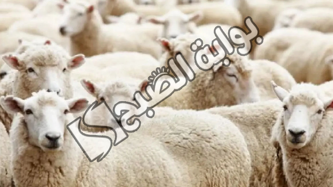 شروط المضحي في عيد الاضحى 1445 وكيفية توزيع الأضحية