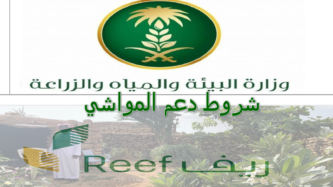 “وزارة البيئة والمياه والزراعة” توضح أهم شروط دعم المواشي وخطوات التقديم 1445