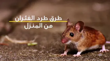 بدون مبيدات حشرية.. طريقة القضاء على الفئران نهائيا بدون لمس أو اقتراب منها بمكون موجود في مطبخك