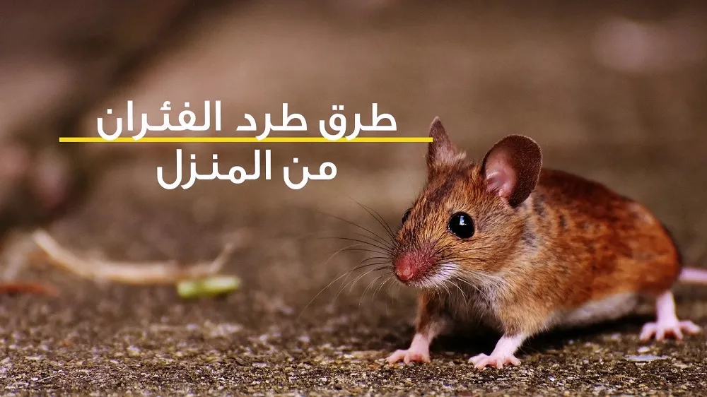 بدون مبيدات حشرية.. طريقة القضاء على الفئران نهائيا بدون لمس أو اقتراب منها بمكون موجود في مطبخك 5 بدون مبيدات حشرية.. طريقة القضاء على الفئران نهائيا بدون لمس أو اقتراب منها بمكون موجود في مطبخك