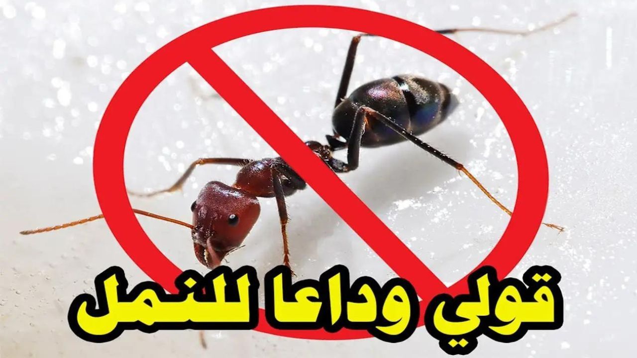 الحل هنا.. طريقة التخلص من النمل في الصيف من غير رجعة وودعي اللدغات