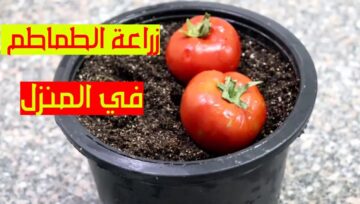 هتقول ياريتني عرفتها من زمان.. طريقة زراعة الطماطم في المنزل