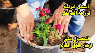 بيتك هيفوح منه العطور… طريقة زراعة القرنفل في البيت خطوة بخطوة بكل احترافية
