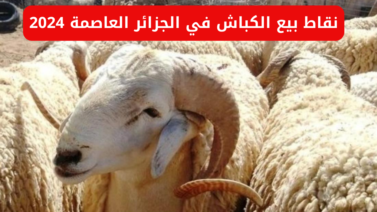 “اعرف اسعار وأماكن الأضاحي”.. نقاط بيع الكباش في الجزائر العاصمة 2024