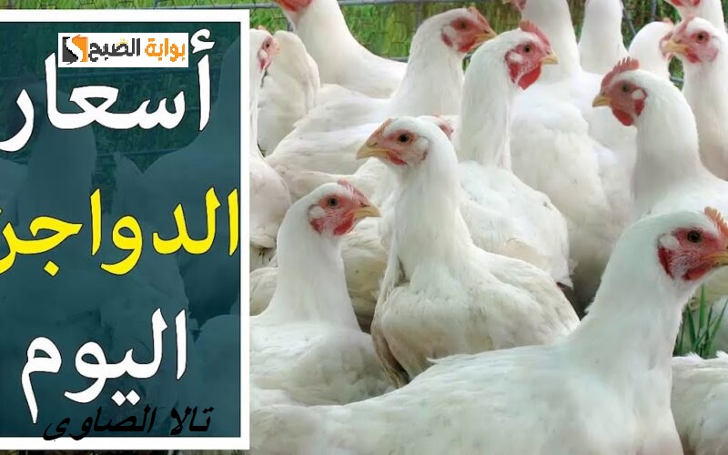 " يا بلاش انخفاض حاد في بورصة الدواجن" 89 جنيها في سعر كيلو الفراخ اليوم الخميس 13 مايو 2024 5 ” يا بلاش انخفاض حاد في بورصة الدواجن” 89 جنيها في سعر كيلو الفراخ اليوم الخميس 13 مايو 2024