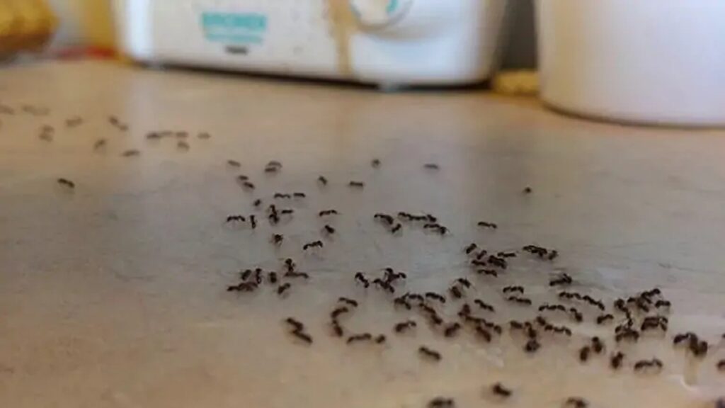وصفة سحرية وخطيرة لطرد النمل نهائيا من البيت بزيت النعناع والفلفل