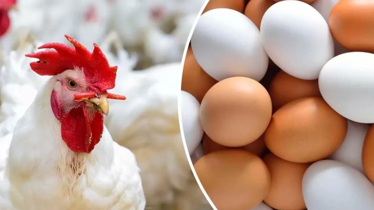 بعد التراجع الأخير.. أسعار الدواجن والكتاكيت والبيض اليوم الثلاثاء 2 يوليو 2024