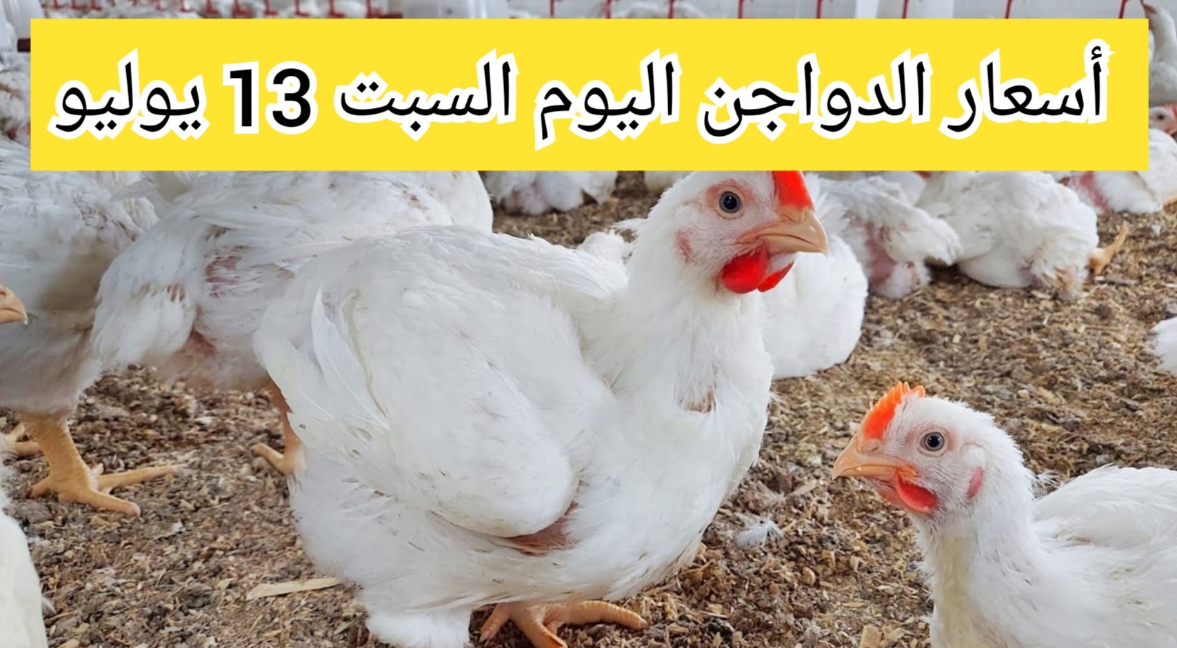 “الكيلو بكام النهاردة” أسعار الدواجن اليوم السبت 13 يوليو 2024 وأسعار البيض
