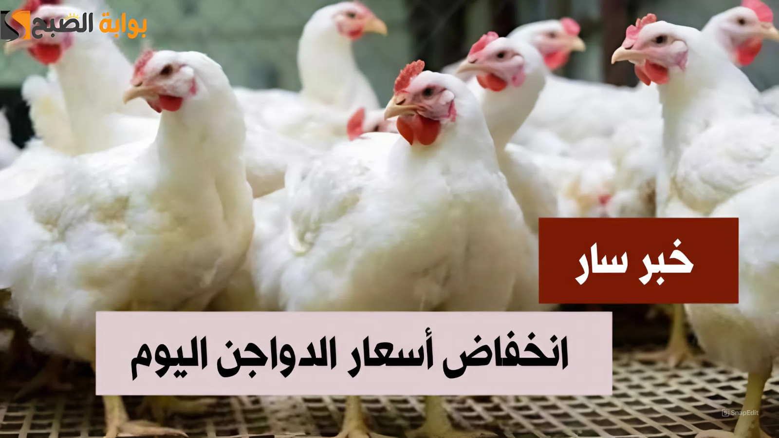 الفراخ في النازل.. أسعار الدواجن اليوم السبت 13 يوليو 2024 في المزرعة