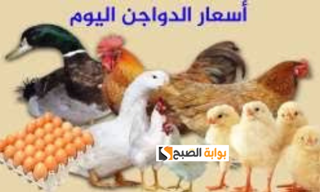 أسعار الدواجن اليوم الخميس 11 يوليو 2024.. سعر كيلو الفراخ البلدي والبيضاء وكرتونة البيض الأبيض والأحمر