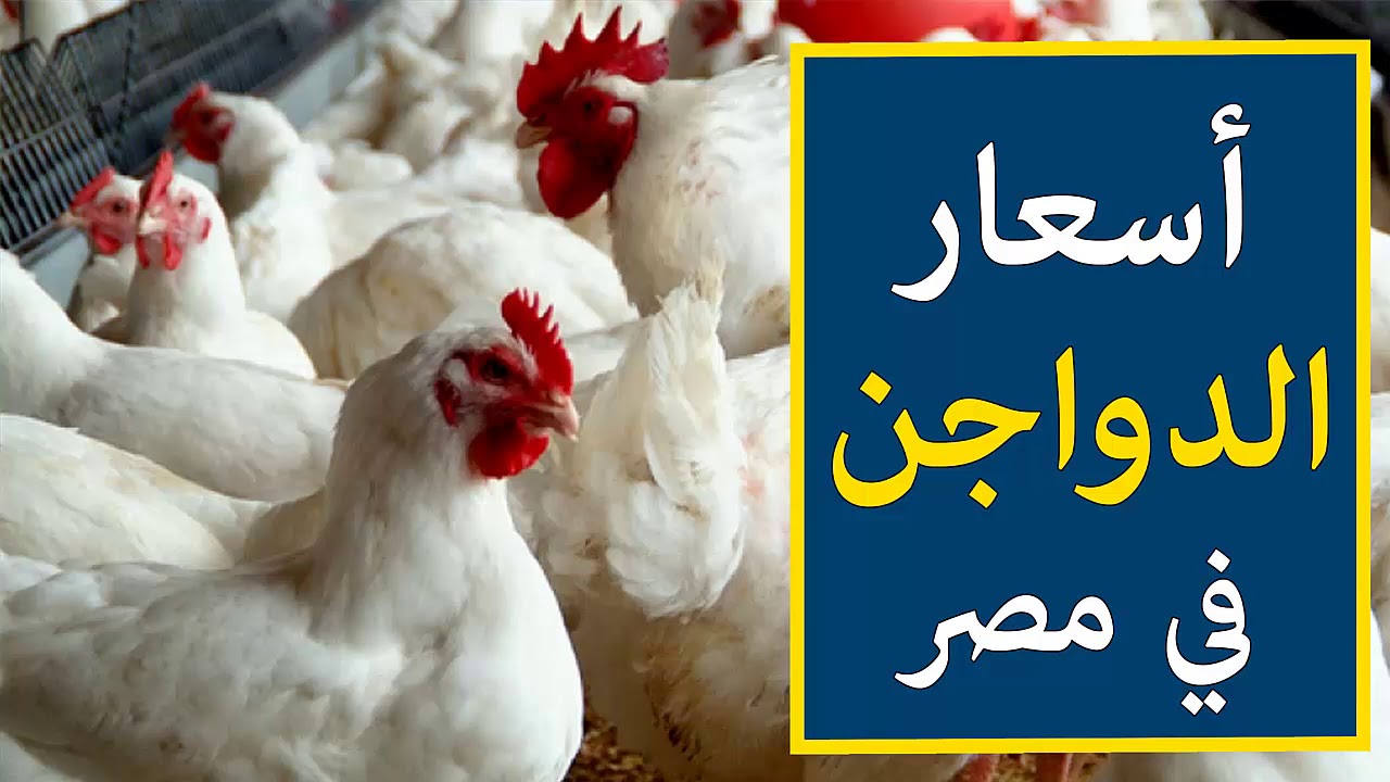 الفراخ مش راسية ع بر .. أسعار الدواجن في مصر اليوم الأربعاء 24/7/2024 بعد التغيرات الأخيرة