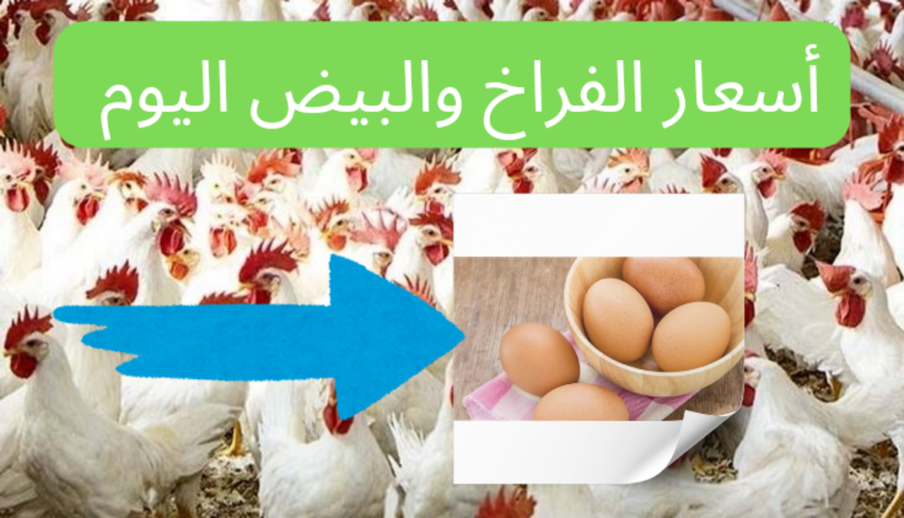 تراجع أسعار الدواجن والبيض اليوم الثلاثاء 16 يوليو 2024 في الأسواق