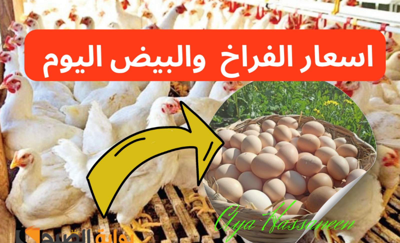 تراجع أسعار الفراخ والبيض اليوم الأحد 14 يوليو 2024 في الأسواق