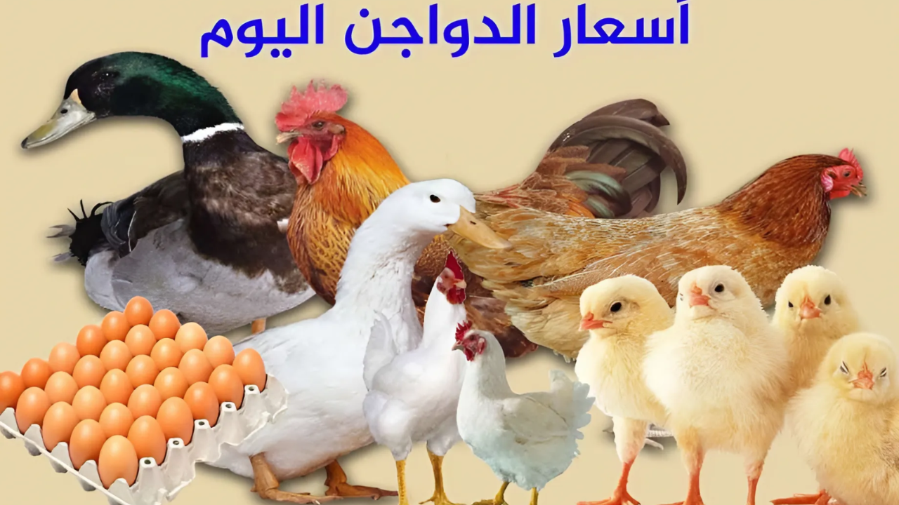 أسعار الفراخ اليوم الجمعة 19 يوليو 2024 في المزرعة ومحال بيع الدواجن