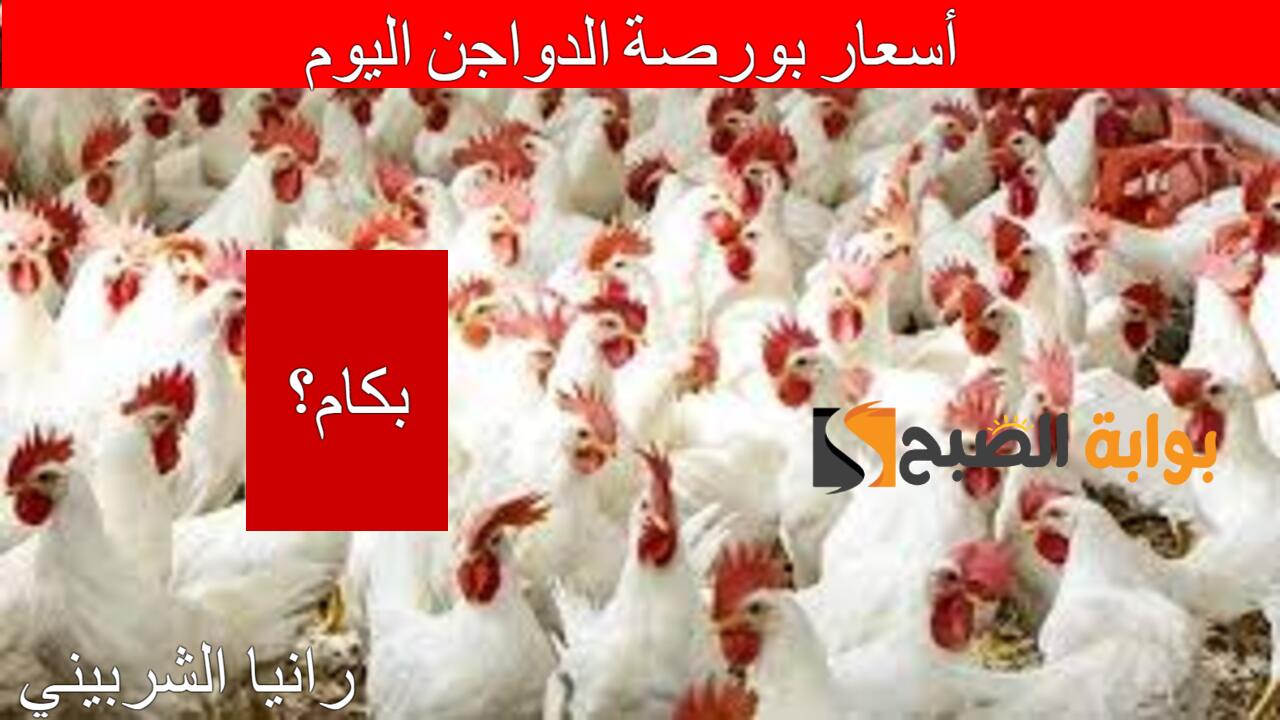 الفراخ وصلت لكام.. أسعار بورصة الدواجن اليوم الخميس 25/7/2024 والكتاكيت في الأسواق المصرية
