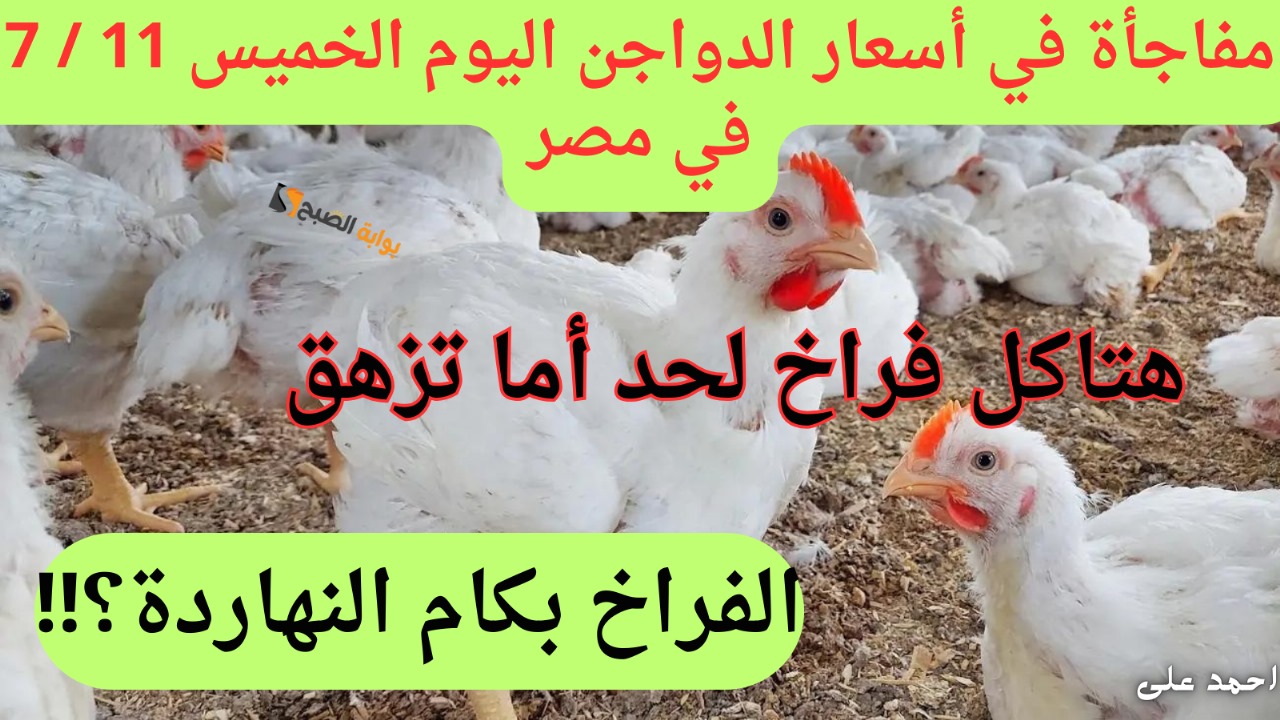 “معقوله الكيلو بــ 68 جنية!!”.. أسعار الدواجن اليوم الخميس 2024-7-11 في مصر إنخفاض جديد لجميع أنواع الفراخ