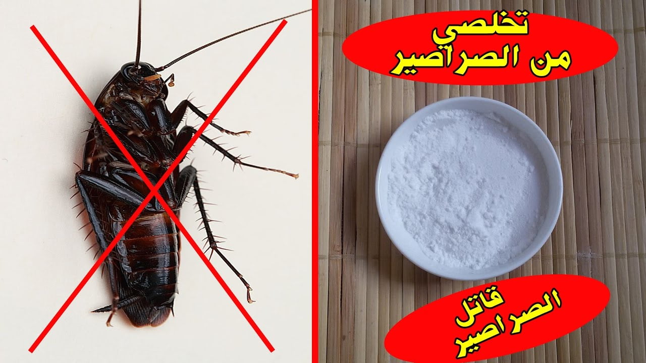 طرق التخلص من الصراصير بالمنزل بشكل نهائي في ليله واحدة بدون رش ولا عجينه