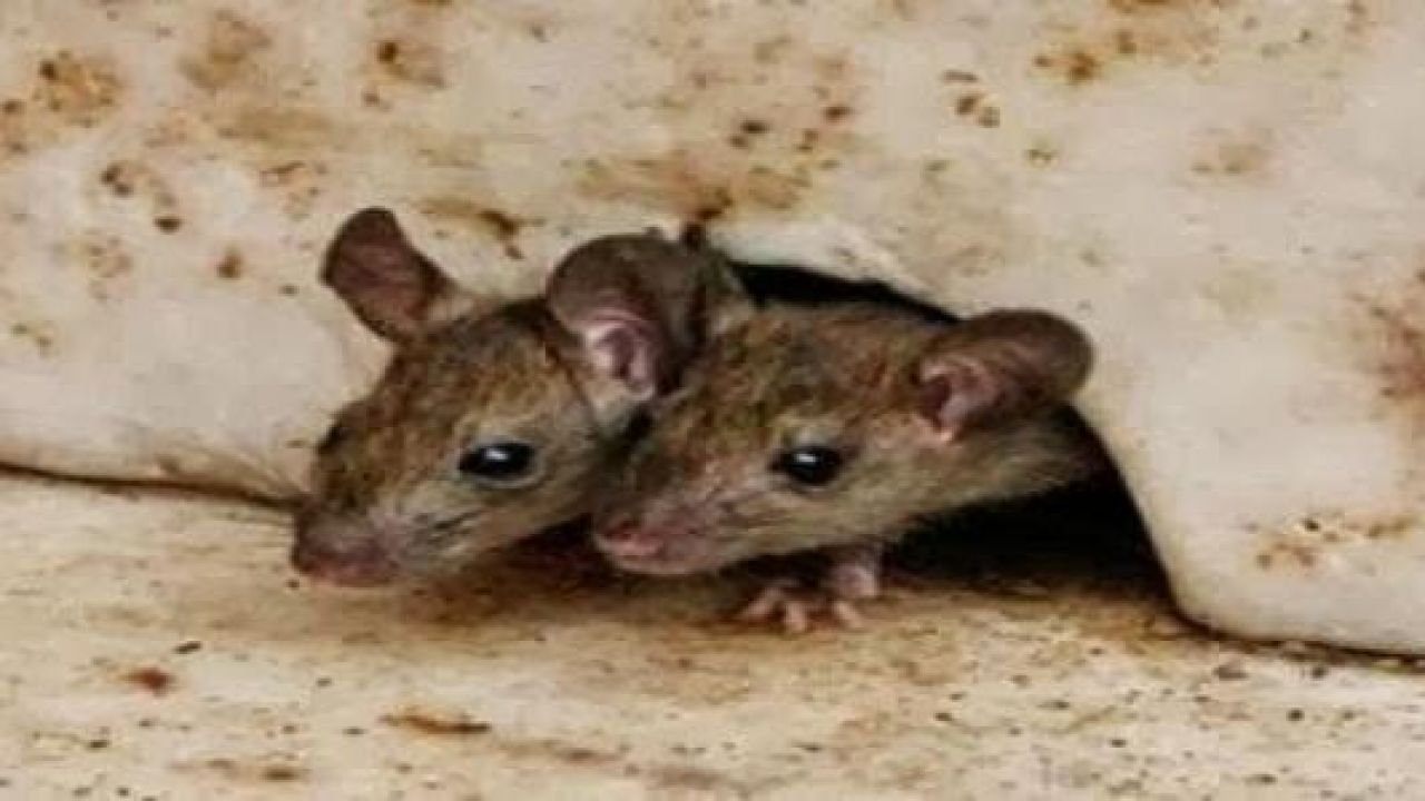 طرق التخلص من الفئران في المنزل نهائياً