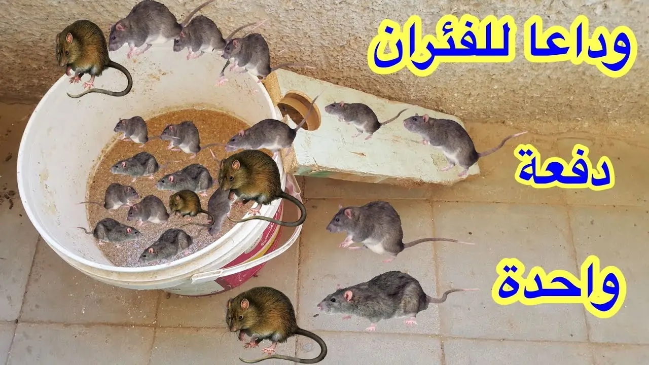 مش هتلمحيهم تاني.. التخلص من الفئران الموجودة بالمنزل دفعه واحده بطريقة ومكونات طبيعيه هيهربوا من بيتك 5 مش هتلمحيهم تاني.. التخلص من الفئران الموجودة بالمنزل دفعه واحده بطريقة ومكونات طبيعيه هيهربوا من بيتك