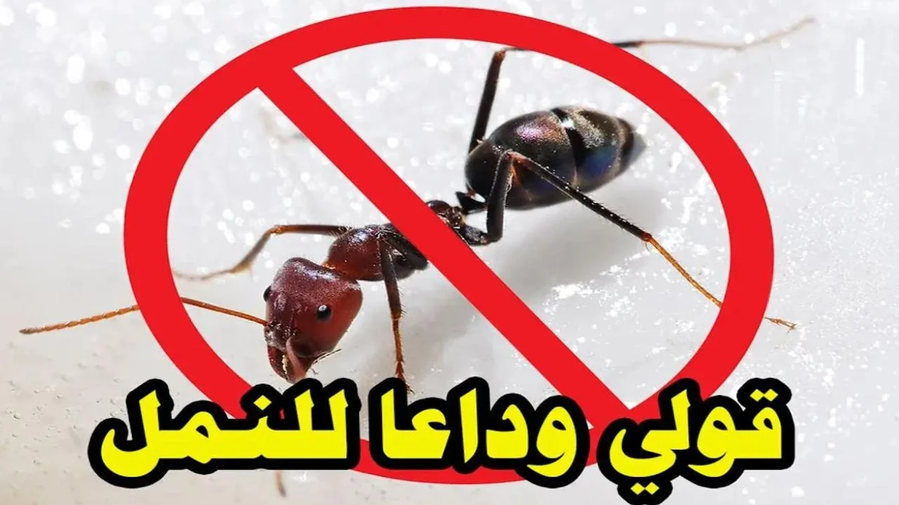 اقضي عليهم فورا.. كيفية التخلص من النمل وحشرات المنزل بطريقة بسيطة