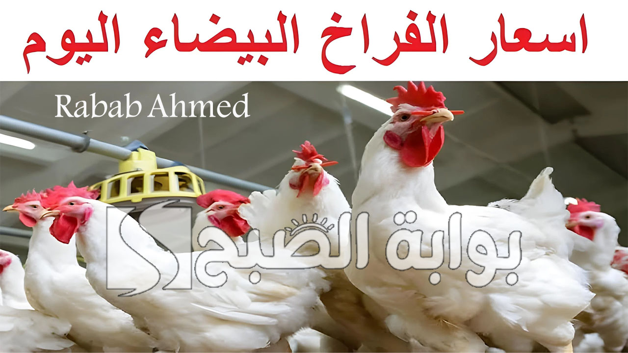 بورصة الدواجن اليوم الفراخ البيضاء والبيض الاثنين 22 يوليو 2024 وأسعار الكتاكيت والبيض