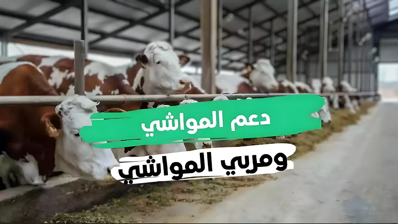 البرنامج يوضح .. متى موعد إيداع دعم المواشي لشهر أغسطس 2024