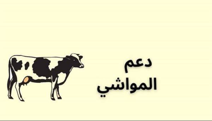 خطوات التسجيل في برنامج دعم المواشي ورقم التواصل الموحد 1446 5 خطوات التسجيل في برنامج دعم المواشي ورقم التواصل الموحد 1446