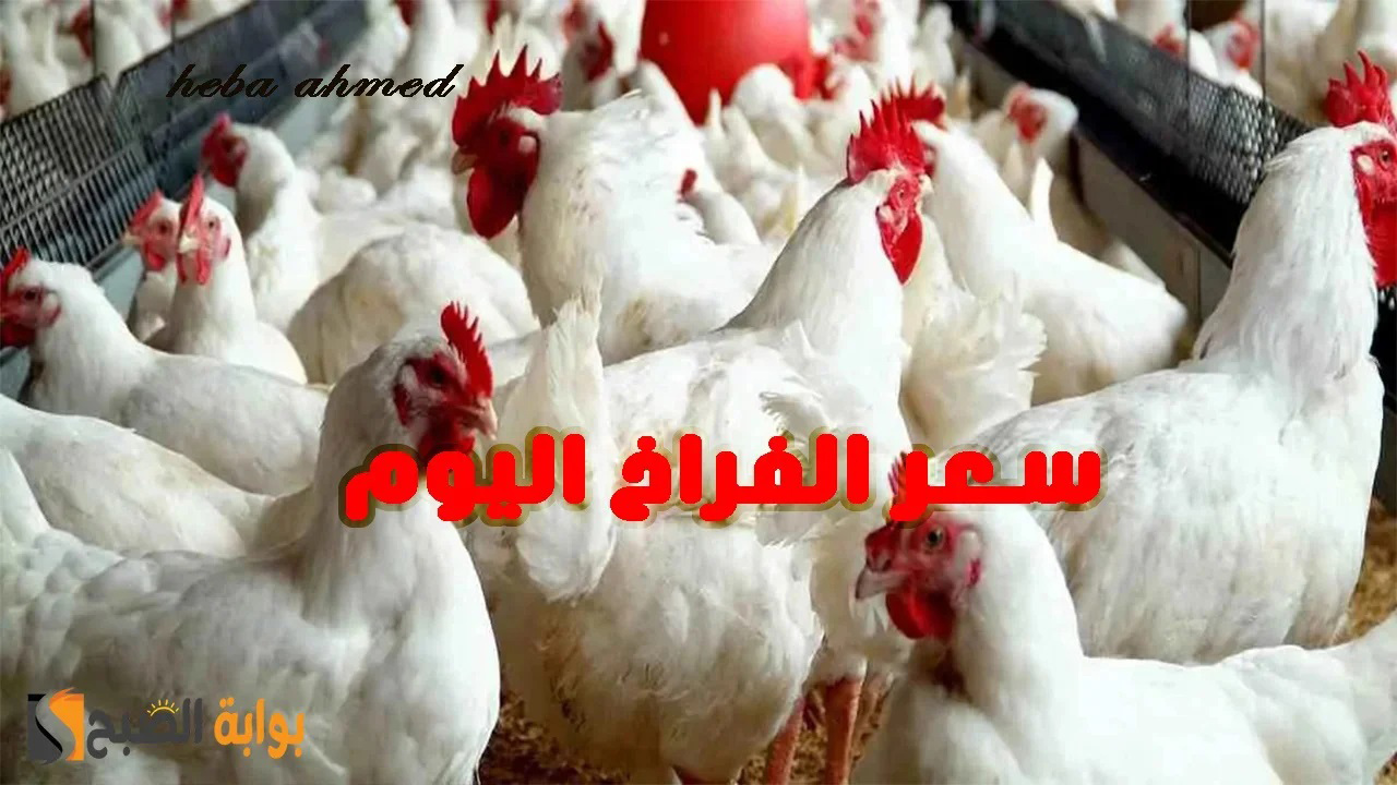 ألحقي خزنيها… تراجع سعر الفراخ اليوم الأربعاء 24 يوليو 2024 ووصلت إلى أقل مستوى منذ 4 أشهر