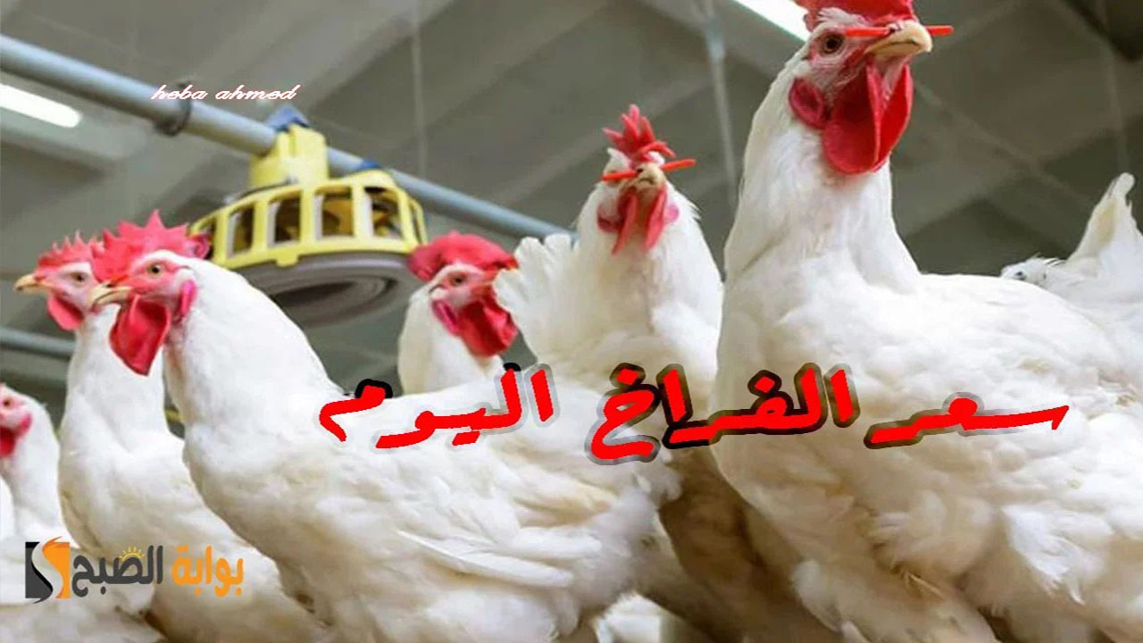 بكم الدواجن النهاردة… سعر الفراخ اليوم الأربعاء 17 يوليو 2024 وأسباب التراجع في الأسواق