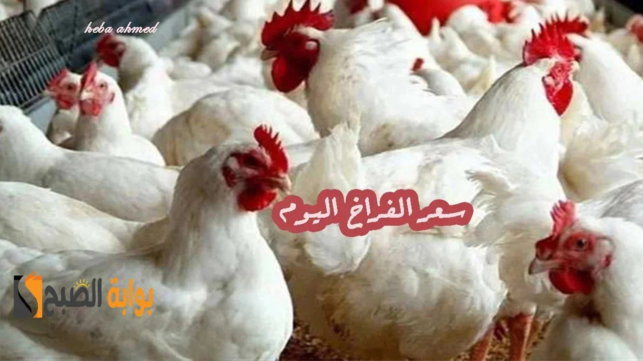 ألحقي خزنيها… هبوط وانخفاض سعر الفراخ اليوم السبت 13 يوليو 2024 وأسباب تراجعها
