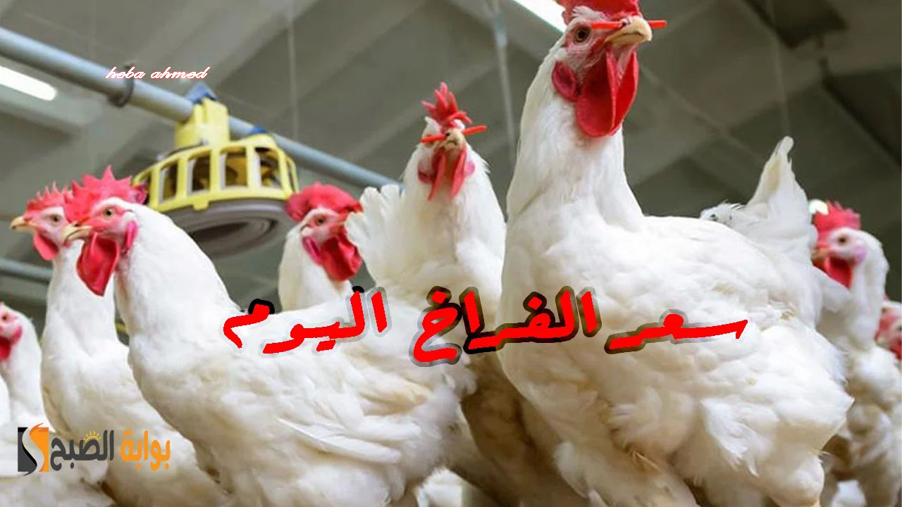 ألحقي خزنيها… سعر الفراخ اليوم الإثنين 15 يوليو 2024 ووصولها لأقل مستوى لها منذ شهور