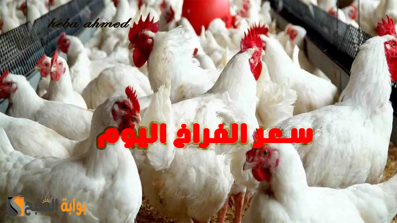 سعر الفراخ اليوم… انخفاض وهبوط الدواجن الجمعة 19 يوليو 2024 وأسباب ذلك