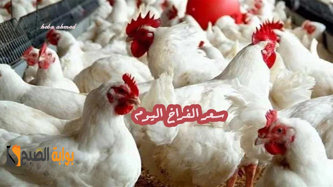 وصلت لأقل مستوى لها... سعر الفراخ اليوم الإثنين 8 يوليو 2024 وهبوط كبير يلحق بها 5 وصلت لأقل مستوى لها… سعر الفراخ اليوم الإثنين 8 يوليو 2024 وهبوط كبير يلحق بها