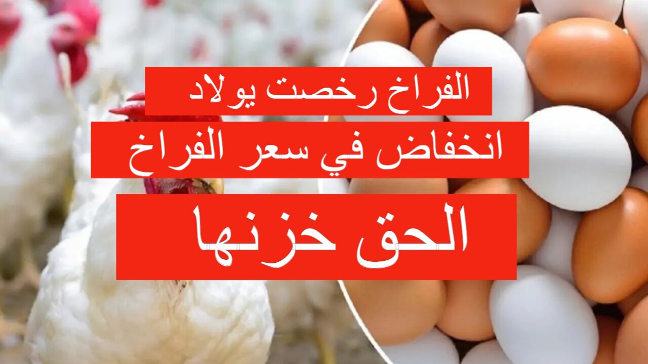 الفراخ رخصت خزن بسرعة والحق نفسك.. سعر الفراخ اليوم الأربعاء بورصة الدواجن وكم هي أسعار البيض؟