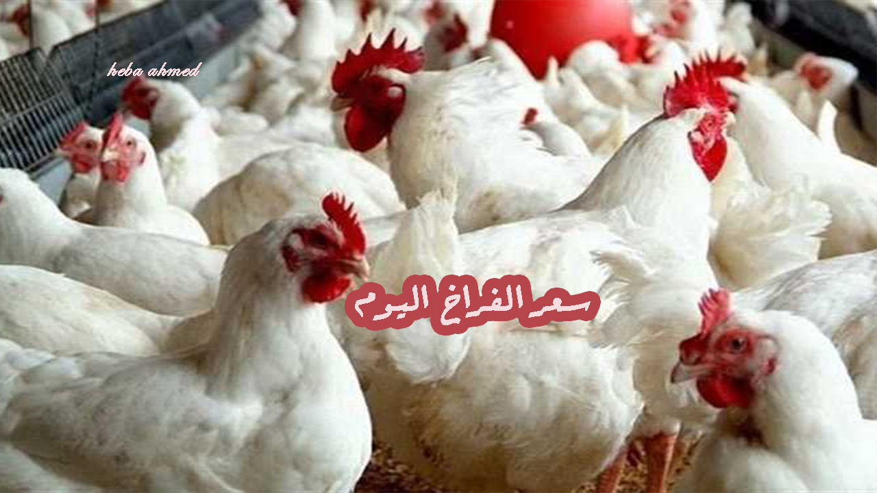بكم الفراخ النهاردة.. سعر الفراخ اليوم الجمعة 5 يوليو 2024 وسجلت الدواجن البيضاء 85 جنيها بالمزرعة 5 بكم الفراخ النهاردة.. سعر الفراخ اليوم الجمعة 5 يوليو 2024 وسجلت الدواجن البيضاء 85 جنيها بالمزرعة