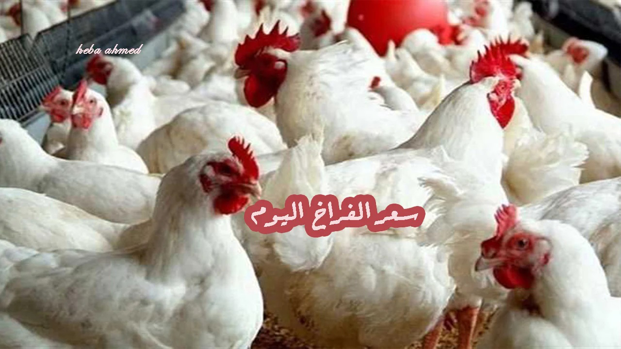 هبوط سعر الفراخ اليوم الأحد 7 يوليو 2024 لأقل مستوى لها منذ 7 أشهر